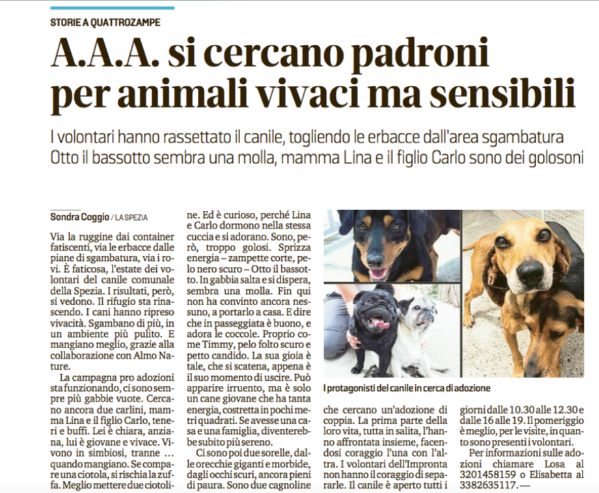 Articolo su il Secolo XIX dedicato agli ospiti del canile municipale e delle migliorie che si stanno approntando.
 
Per agevolarne la lettura lo riportiamo qui sotto in maniera integrale:
 
Via la ruggine dai container fatiscenti,via le erbacce dalle piane di sgambatura, via i rovi. E' faticosa,l'estate dei volontari del canile comunale della Spezia. I risultati, però, si vedono. Il rifugio sta rinascendo. I cani hanno ripreso vivacità. Sgambano di più, in un ambiente più pulito. E mangiano meglio, grazie alla collaborazione con Almo Nature. La campagna pro adozioni sta funzionando, ci sono sempre più gabbie vuote. Cercano ancora due carlini, mamma Lina e il figlio Carlo, teneri e buffi. Lei è chiara, anziana, lui giovane e vivace. Vivono in simbiosi, tranne...quando mangiano. Se compare una ciotola, si rischia la zuffa. Meglio mettere due ciotoline. Ed è curioso, perchè Lina e Carlo dormono nella stessa cuccia e si adorano. Sono, però, troppo gelosi. Sprizza energia- zampette corte, pelo nero scuro - Otto il bassotto. In gabbia salta e si dispera, sembra una molla. Fin qui non ha convinto ancora nessuno, a portarlo a casa. E dire che in passeggiata è buono, adora le coccole. Proprio come Timmy, pelo folto scuro e petto candido. La sua gioia è tale, che si scatena, appena è il suo momento di uscire. Può apparire irruento, ma è solo un cane giovane che ha tanto energia, costretta in pochi metri quadrati. Se avesse una casa e una famiglia, diventerebbe subito più sereno. Ci sono poi due sorelle, dalle orecchie giganti e morbide, dagli occhi scuri, ancora pieni di paura. Sono due cagnoline che cercano un'adozione di coppia. La prima parte della loro vita, tutta in salita, l'hanno affrontata insieme, facendosi coraggio l'una con l'altra. I volontari dell'Impronta no hanno il coraggio di separarle. Il canile è aperto tutti i giorni dalle 10.30 alle 12.30 e dalle 16 alle 19. Il pomeriggio è meglio, per le visite, in quanto sono presenti i volontari. Per informazioni sulle adozioni chiamare Losa al 320 1458159 o Elisabetta al 3382635117.